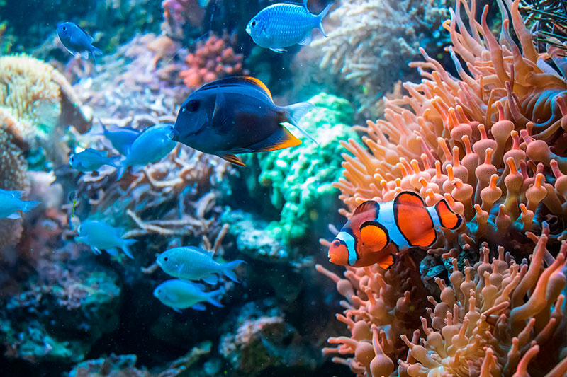 Aquário Marinho - Aquario Show